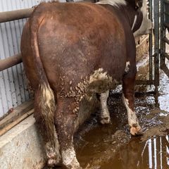 Hereford Bulls Westmeath - 5 Star Replacement