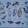 Vintage Bird Charts - Sea Birds, Birds of Prey & Water Birds Image 4