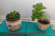 Succulents