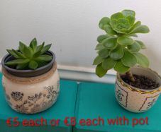Succulents