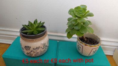 Succulents