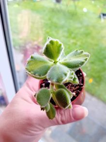 Bear Paw Succulent