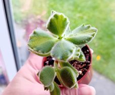 Bear Paw Succulent
