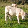 Calves Image 3