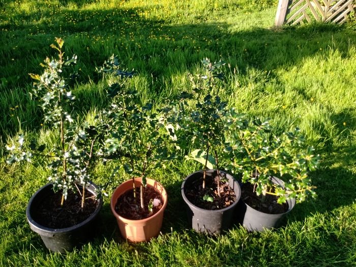 Native Holly plants in pots