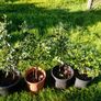 Native Holly plants in pots Image 2