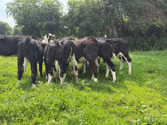 10 Hereford heifers for sale