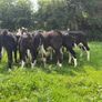 10 Hereford heifers for sale Image 2