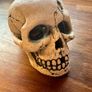 Aquarium Skull Image 4