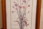1980's Crepis Rubra framed picture