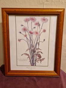 1980's Crepis Rubra framed picture