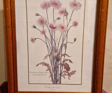 1980's Crepis Rubra framed picture