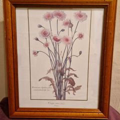 1980's Crepis Rubra framed picture