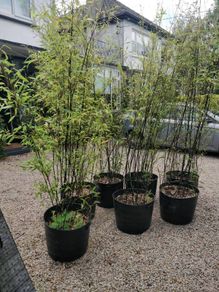 Black Bamboo plants