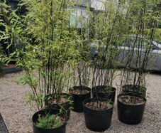 Black Bamboo plants