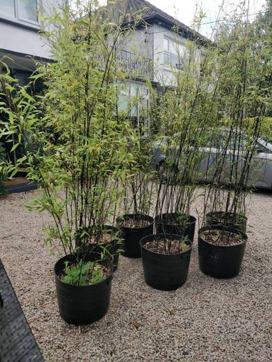 Black Bamboo plants