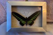 Real Preserved Trogonoptera Brookiana Butterfly