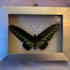Real Preserved Trogonoptera Brookiana Butterfly