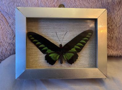 Real Preserved Trogonoptera Brookiana Butterfly