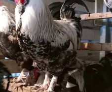 Saxony ducks some roosters bantam hens