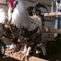 Saxony ducks some roosters bantam hens