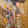 Thames & Kosmos Tiger Anatomy Model Image 2
