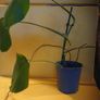 Monstera Image 2