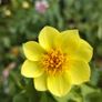 Dahlia Sunburst Image 2
