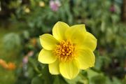 Dahlia Sunburst