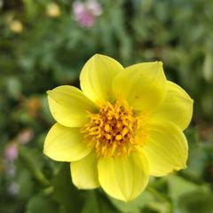 Dahlia Sunburst