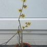 Witch Hazel /amazing aroma Image 7