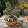 Bonsai tree Image 5