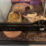 leopard gecko Image 3