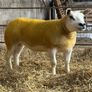 Pedigree Texel gimmers for sale Image 9