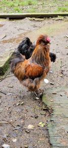 USA silkie roosters x2