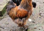 USA silkie roosters x2