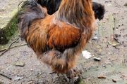 USA silkie roosters x2
