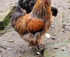 USA silkie roosters x2