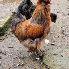 USA silkie roosters x2