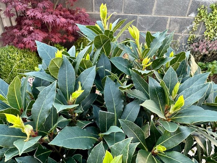 Laurus Nobilis with 45cm head in 12L pot and 140cm in height