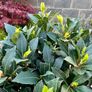 Laurus Nobilis with 45cm head in 12L pot and 140cm in height Image 5
