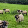 Rams Image 6