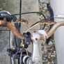 For repair - Men's Giant Hybrid Bike (large) Image 6