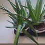 Aloe Vera plants Image 3
