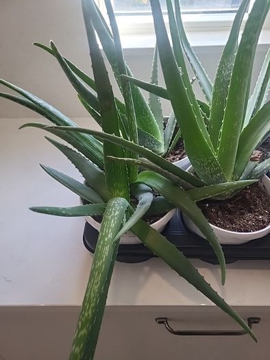 Aloe Vera plants