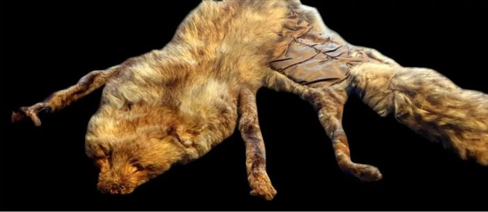 Vintage Taxidermy Stole  A. Rohu & Son Dublin