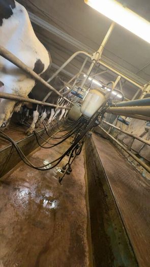 Relief milking available