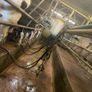 Relief milking available Image 3