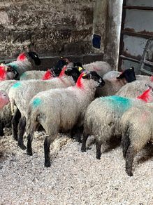 30 super Suffolk ewe lambs