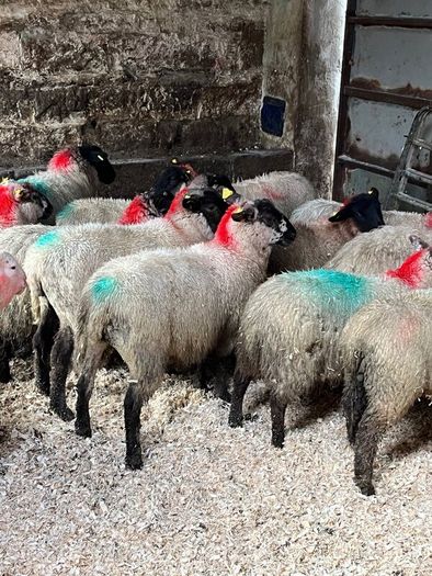 30 super Suffolk ewe lambs
